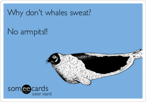 why-dont-whales-sweat-no-armpits-dedb6